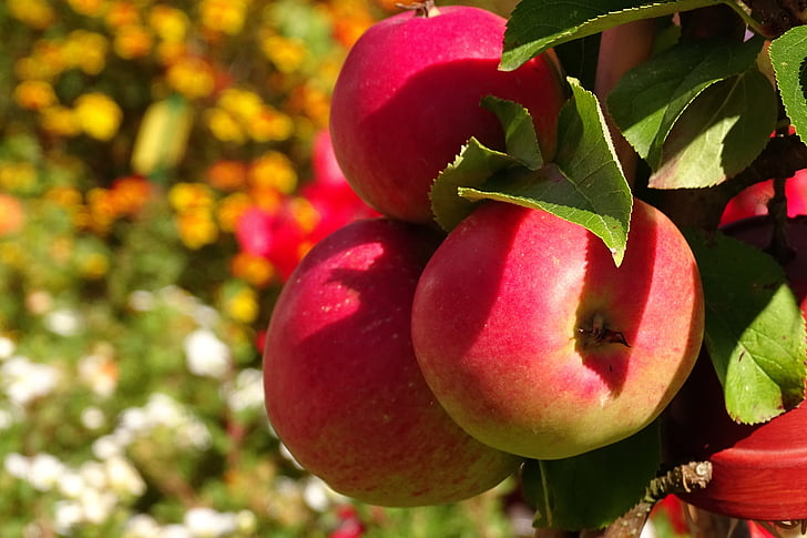 ābolu, augļi, rudens, vitamīnu, garšīgi, daba, sarkana