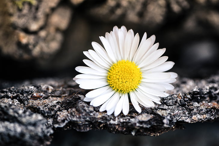 Daisy, fleur pointue, fleur, Blossom, Bloom, blanc, écorce d’arbre