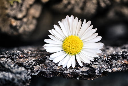 Μαργαρίτα, δειγμένο λουλούδι, λουλούδι, άνθος, άνθιση, λευκό, φλοιός δέντρου