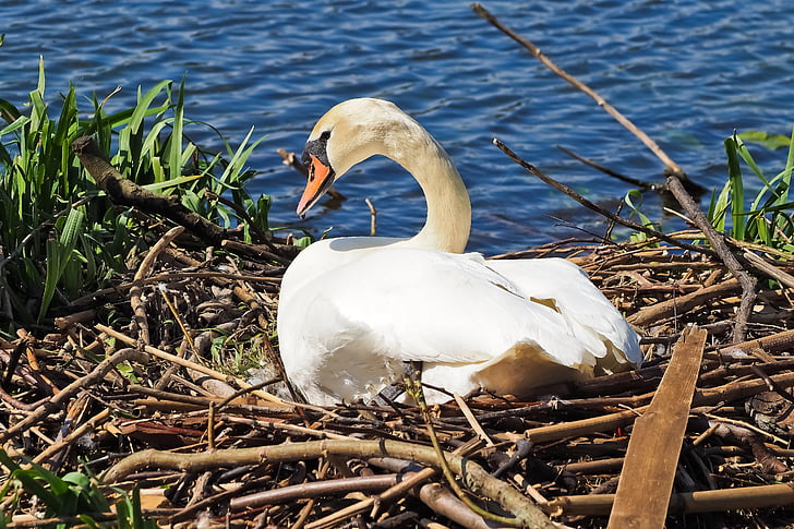 Swan, sarang, alam, berkembang biak, Swan's nest, hewan, Hatch