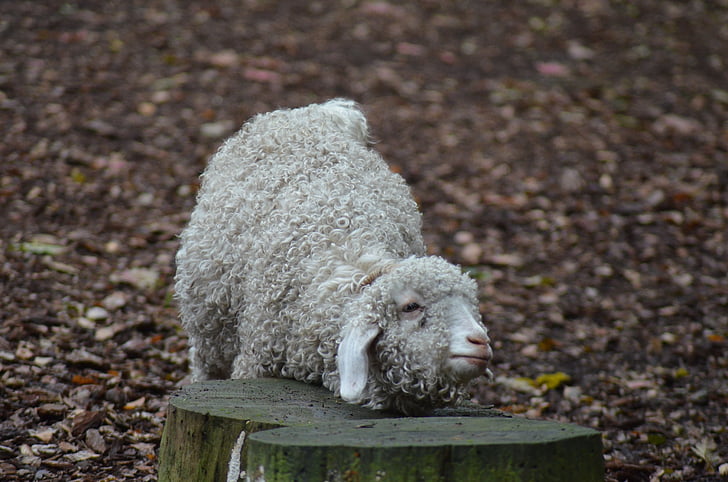 sheep, animal, animals