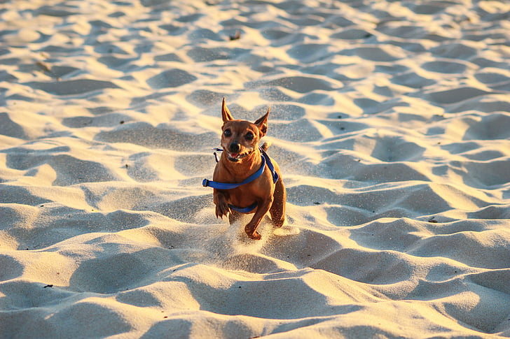 câine, cursa, plajă, nisip, vara, mare