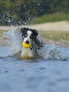 divertit, frontera collie, salt, l'aigua, gos pastor britànic, l'estiu