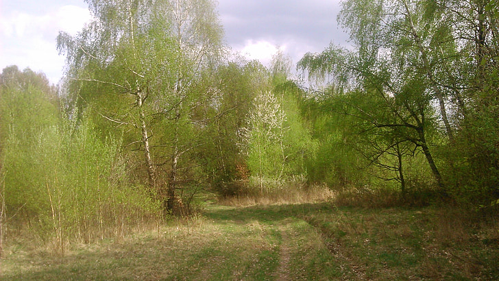 spring, road, nature
