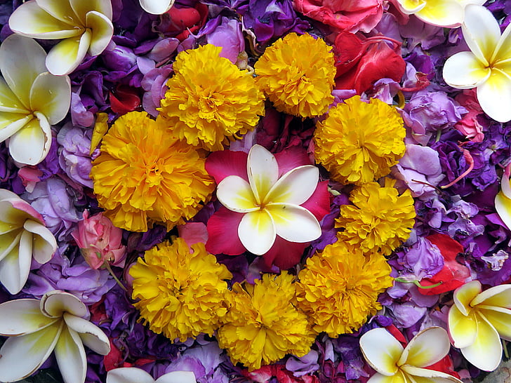 květ, růže z Indie, Frangipani, Barva, čistírny odpadních vod design, Asie