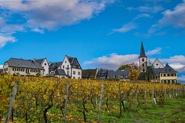 destinaci Hochheim, hlavní, Hesse, Německo, Rheingau, víno, podzim
