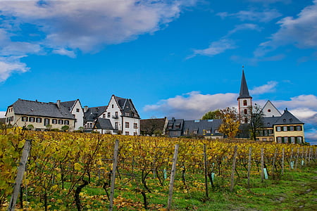 Hochheim, belangrijkste, Hessen, Duitsland, Rheingau, wijn, herfst