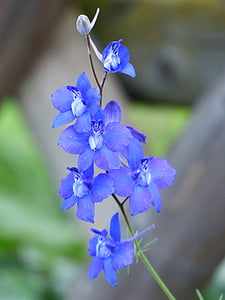 Blume, Blüte, Bloom, Blau, Garten feldrittersporn, Konsolidierung ajacis, Garten Rittersporn