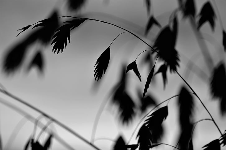grass, plant, black and white, nature, background, blade of grass, landscape