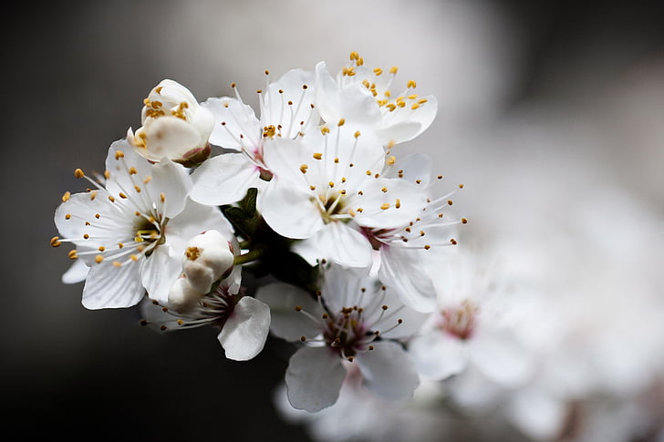 beautiful, bloom, blooming, blossom, blue, branch, cherry