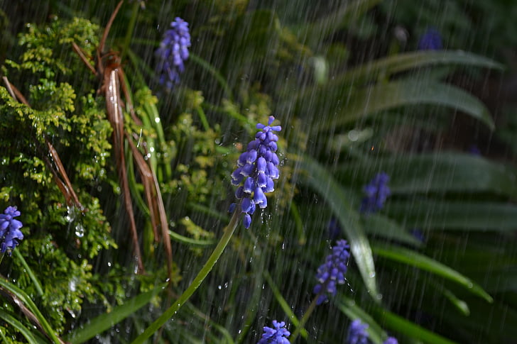 shower, rain, flower, purple, grape, hyacinth, close-up