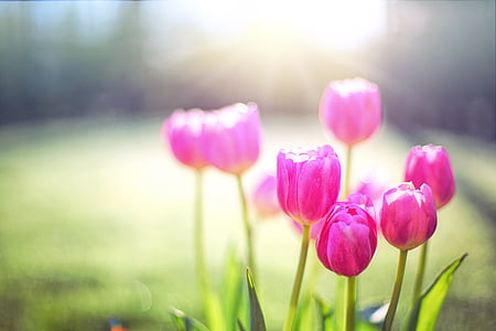 tulipanes, rosa, primavera, flores, flores, naturaleza, flores