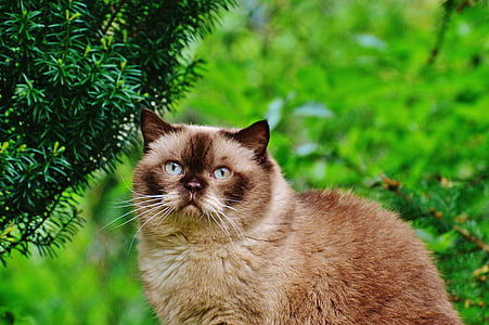katt, Brittiskt Korthår, Mieze, blått öga, trädgård, fullblod, Kära