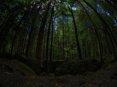 Moss, Forest, Zelená, bemoost, Príroda, divoké, rozprávkový Les