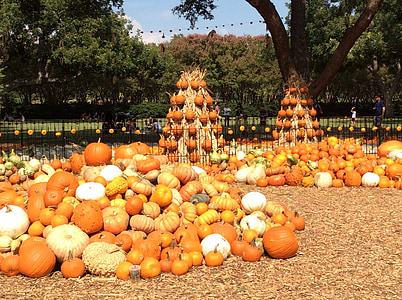 pumpkin, harvest, fall, thanksgiving, autumn, vegetable, orange