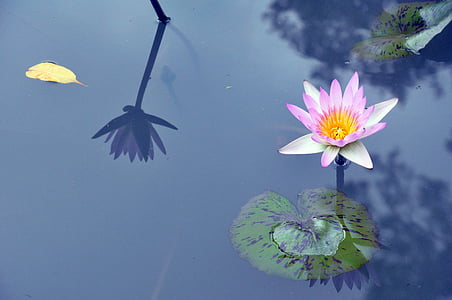 водна лилия, Лили, лилаво, вода, природата, растителна, Lotus