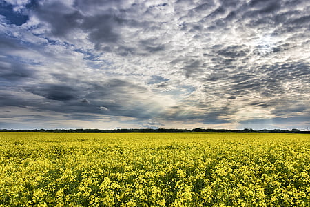 clouds, countryside, daylight, field, flower, landscape, nature