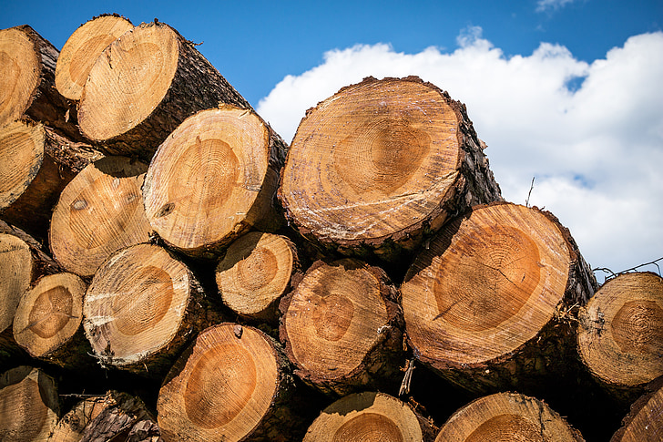 ξύλο, στελέχη, κορμοί δέντρων, ετήσιους δακτυλίους, βιομηχανία ξυλείας, ξυλεία, holzstapel
