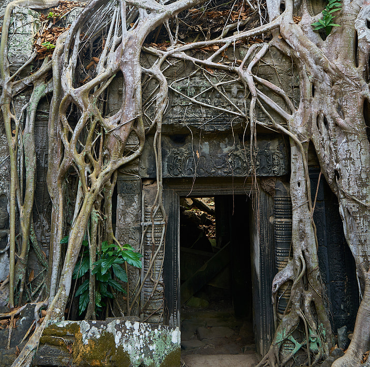 koks, daba, augu, liels, vecais, Kambodža, Angkor wat