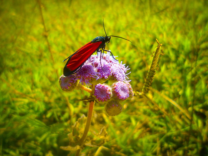 insect, flower, nature, butterfly, spring, garden, wings