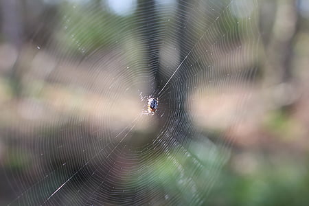 Spinnennetz, Spinne, Netzwerk, in der Nähe, Wald
