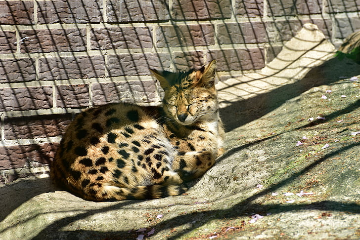 Serval, mèo hoang, đầu vẽ, ăn thịt, động vật hoang dã, thế giới động vật, động vật có vú