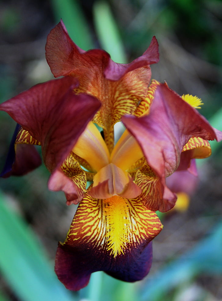 Iris, Hoa, nở hoa, cánh hoa, màu tím, màu hồng, màu vàng