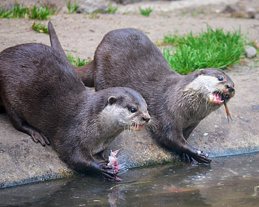otter, eat, zoo, animals