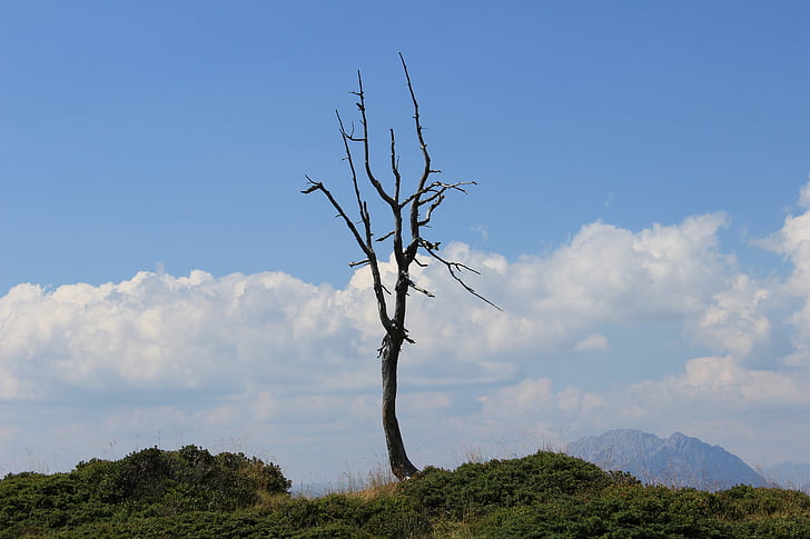 tree corpse, tree skeleton, threaded, tree, death tree, dry tree, mountains