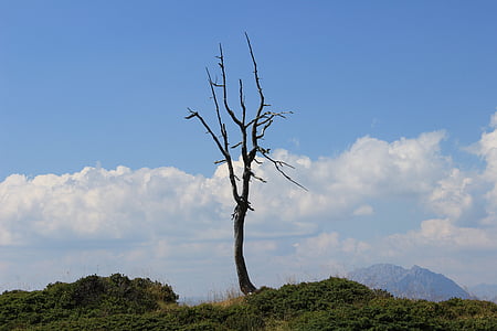 cadavre d’arbre, squelette de l’arbre, fileté, arbre, arbre mort, arbre sec, montagnes