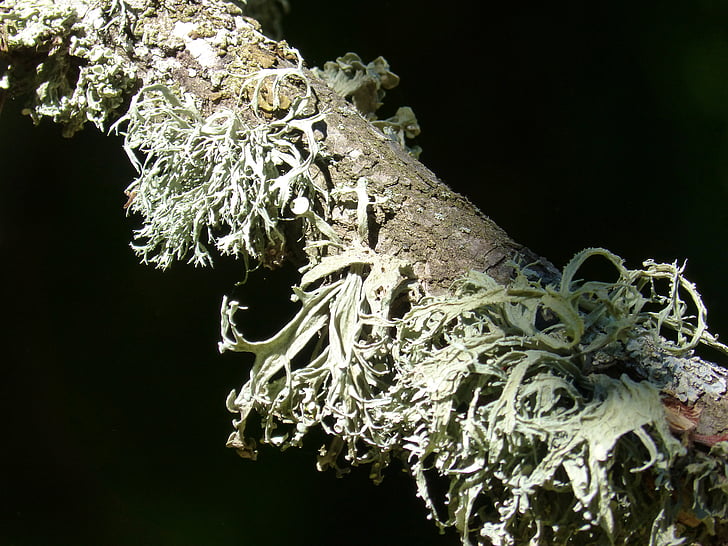 branch, lichen, forest, moss, lichens
