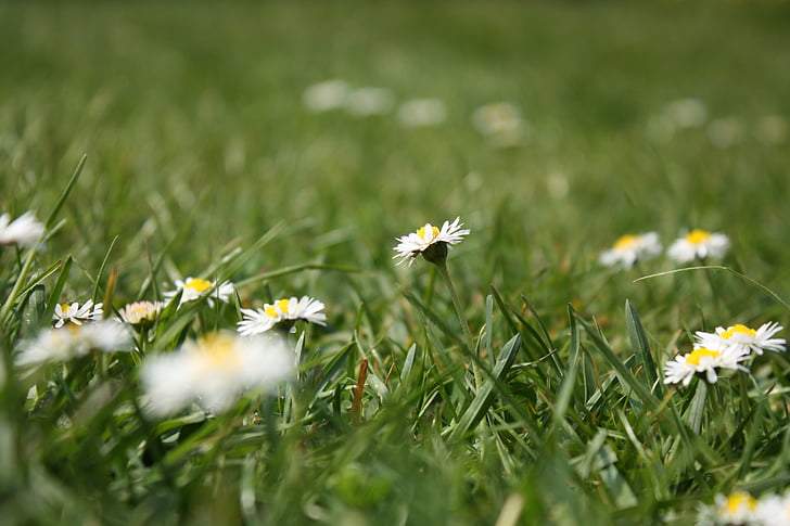 virág meadow, Daisy, fű, rét, virágok, természet
