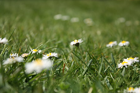 flower meadow, daisy, grass, meadow, flowers, nature