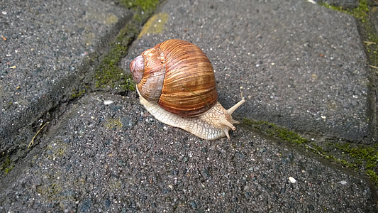 snail, rest, shell, slowly, reptile, animal, slimy
