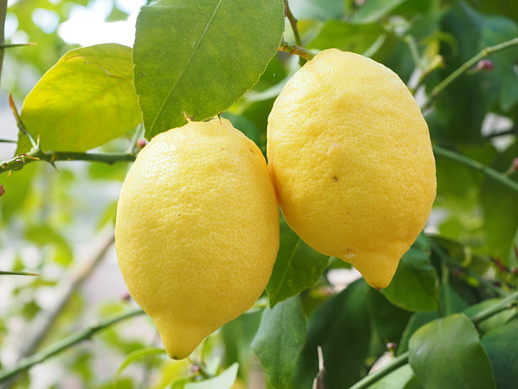 citron, Limone, Lemon tree, Citrus × limon, Citrus, frugt, tropiske frugter