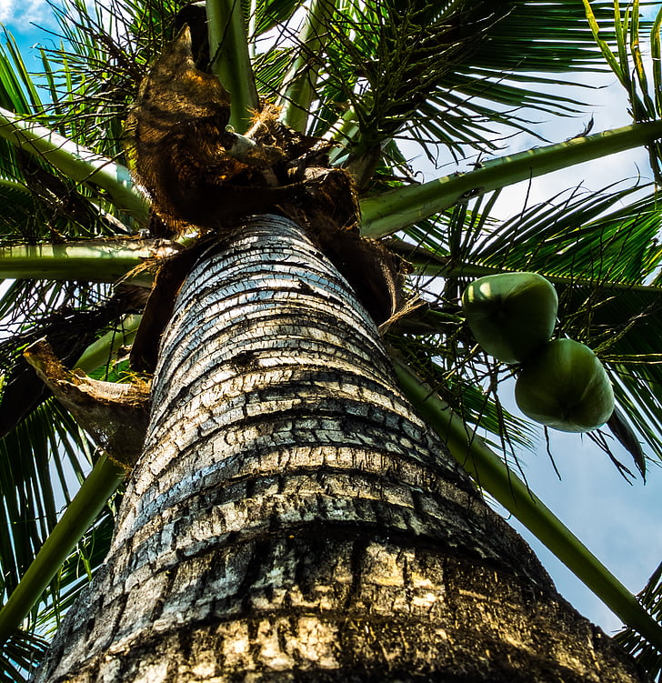 arbre de coco, Palma, cocos
