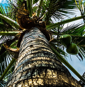 coconut tree, palm, coconuts