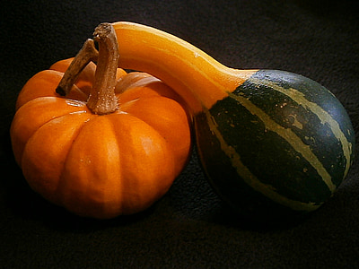 pumpkin, gourd, mini pumpkins, miniature pumpkin, decorative, ribbed, orange