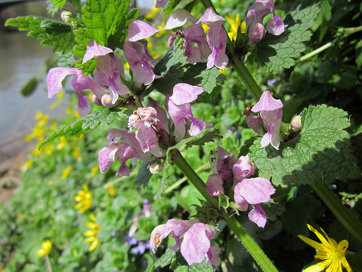 Lamium maculatum, Plankumainā deadnettle, Plankumainā henbit, violetu pūķi, Wildflower, botānika, Flora