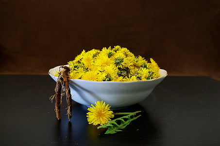 karahindiba, Sağlık, salata, çiçekler, tarifi, kök
