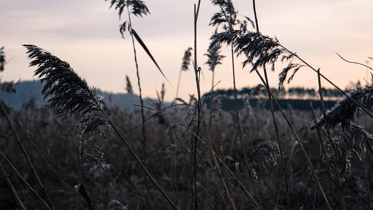 Alba, crepuscolo, sera, campo, erba, paesaggio, natura