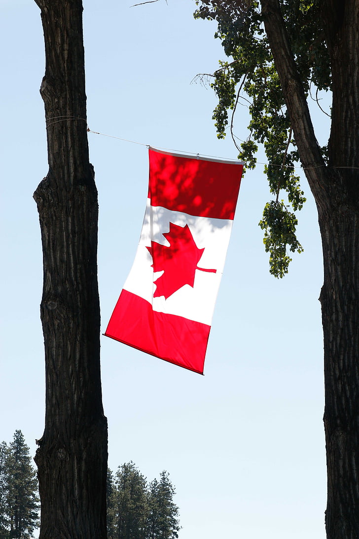 Canada day, Canada, canadiske, fest, ferie, juli, blad