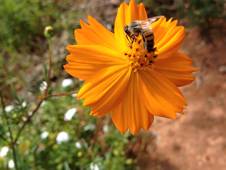 blommor, Bee, blomma, insekt, trädgård, naturen, våren