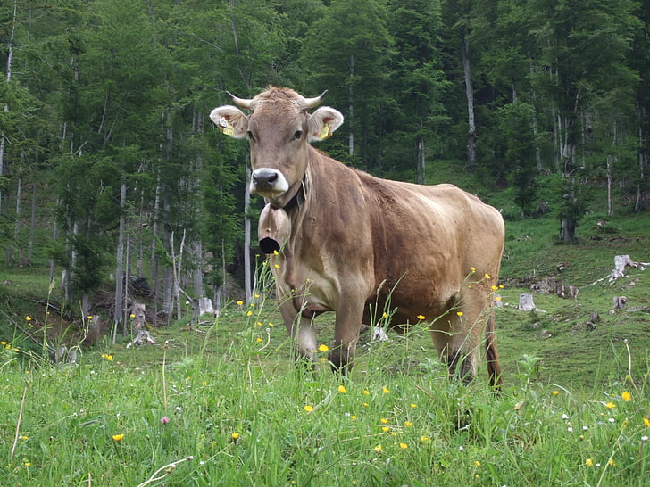 Корова, Allgäu, Alp