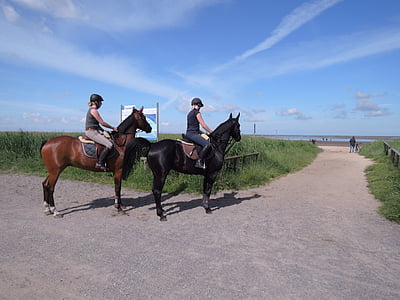reiter, horses, north sea, horsewoman, beach, ride