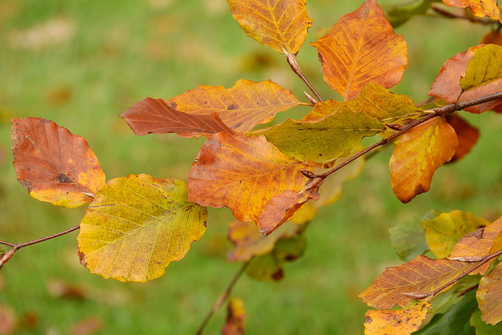 hojas de otoño, haya, Fagus, hojas de colores, colores del otoño, otoño dorado, bosque de la haya