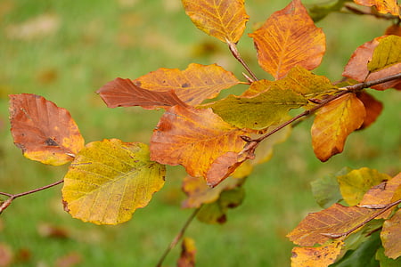 Осенние листья, бук, бук, Разноцветные листья, цвета осени, Золотая осень, буковый лес