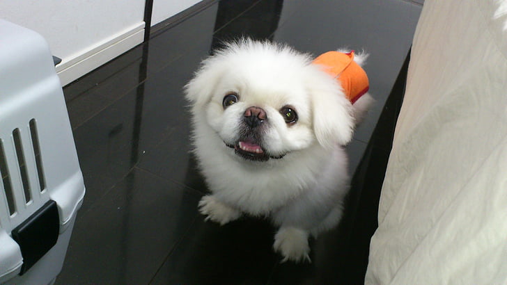 dog, lion maru, pekingese, lair, today i got this, today's dogs