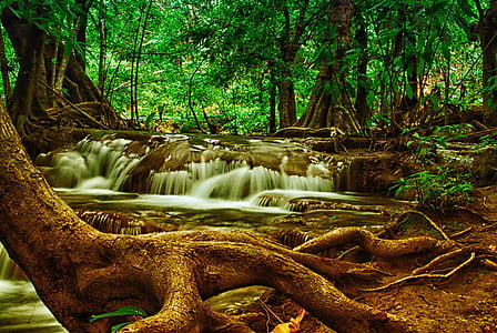 strom, vodopád, Les, Příroda, Národní park, Thajsko, Woods