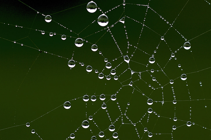 cobweb, dew, autumn, morgentau, network, moist, nature